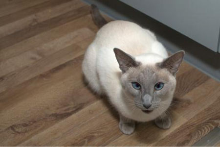 布偶猫和伯曼猫傻傻分不清？教你快速识别它们！