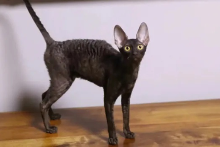 柯尼斯卷毛猫掉毛程度如何？养它需不需要经常打扫？