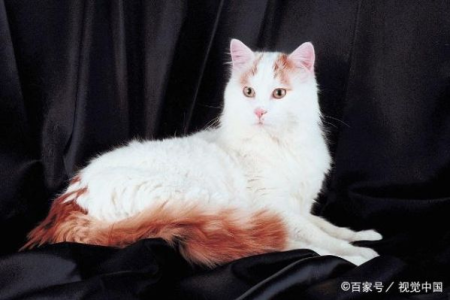 土耳其安哥拉猫有多粘人？独立性格适合你吗？