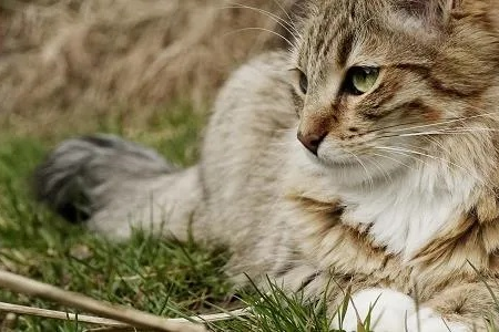 想养拉邦猫？先了解它的性格特点！