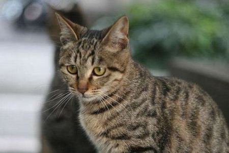 日本短尾猫的独特特征是什么？你了解多少？