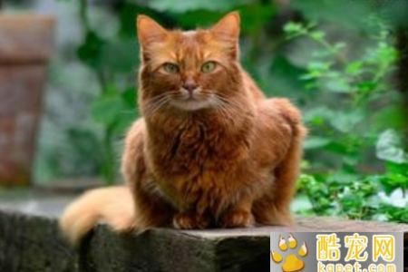 索马里猫性格如何？温顺还是调皮？深度解析索马里猫的性格特点