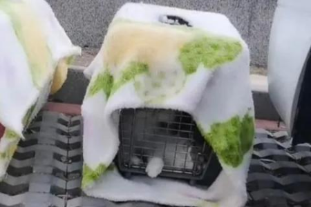 加菲猫怎么看品相？挑选纯种加菲猫的技巧