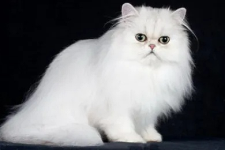 波斯猫眼睛颜色不一样？这和血统纯不纯有关吗？
