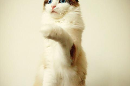布偶猫粘人程度大揭秘，适合新手饲养吗？看看真实案例！
