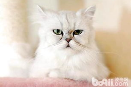 金吉拉猫性格分析：优点缺点全解读！