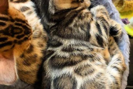 孟加拉豹猫性格：凶猛野性还是温柔亲人？
