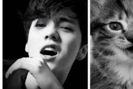 俄罗斯蓝猫的特点有哪些？带你认识这种梦幻猫咪！