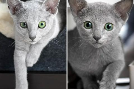 俄罗斯蓝猫性格特点是什么？粘人还是独立？