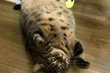 美国短毛猫和狸花猫的区别在哪里？新手也能轻松学会！