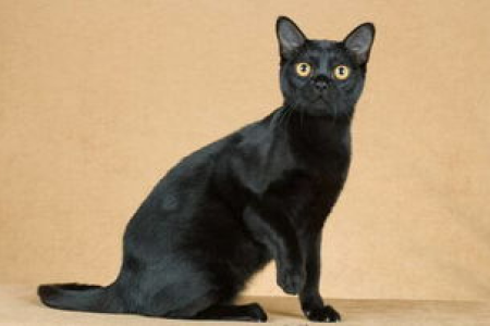 如何快速区分孟买猫和普通黑猫？一看便知的小技巧！