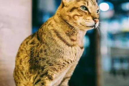 萨凡纳猫和薮猫，到底有哪些不同？一篇就带你了解清楚！