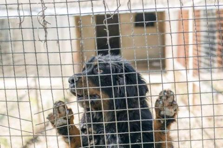 领养猫需要满足什么条件？避开领养误区