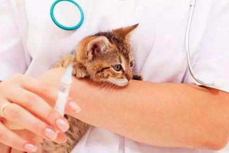 领养猫咪需要注意什么？新手铲屎官必看领养指南