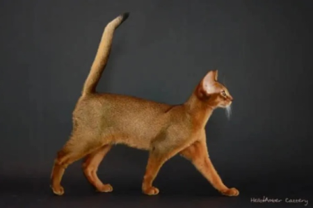 阿比西尼亚猫的性格好不好？适合新手饲养吗？