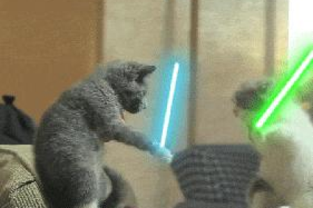 买猫前必看！如何挑选健康活泼的小猫咪？