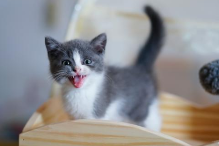 想养猫却不知如何选择？英国短毛猫和美国短毛猫对比详解！