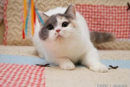 英国短毛猫性格怎么样？超详细性格分析，带你了解英短猫！
