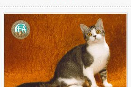 美国硬毛猫特征大盘点：外貌、性格全解析！