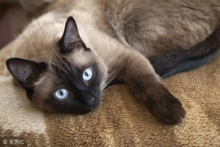 揭秘虎斑暹罗猫的性格：活泼好动还是安静粘人？