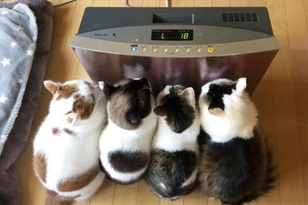 冬天来了，如何安全温暖地照顾你的小猫咪？新手必看养猫指南！