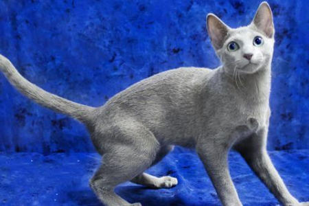 英国蓝猫和俄罗斯蓝猫大比拼：外形性格全方位对比！