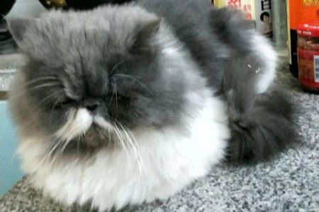 波斯猫和加菲猫的区别有哪些？外形、性格大比拼！