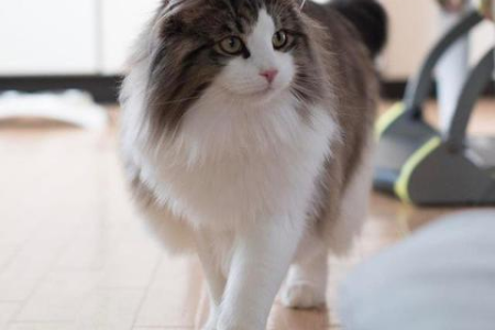 如何区分挪威森林猫和缅因猫？教你快速辨别方法