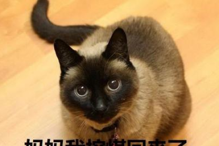 暹罗猫性格大揭秘：粘人、好动还是独立自主？