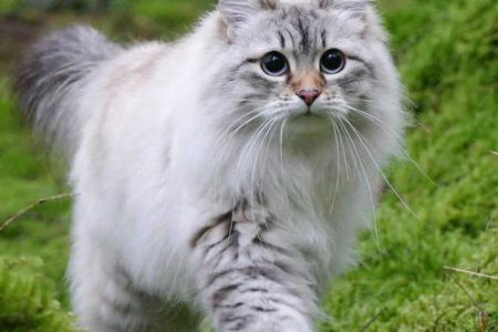 深入了解猫咪：生活习性与独特特点的全面介绍