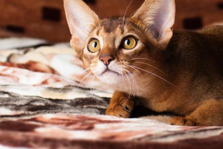 母猫公猫怎么区分？新手也能学会的猫咪性别鉴定