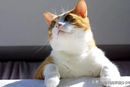 猫咪都有哪些特点？你家猫咪符合哪些特征