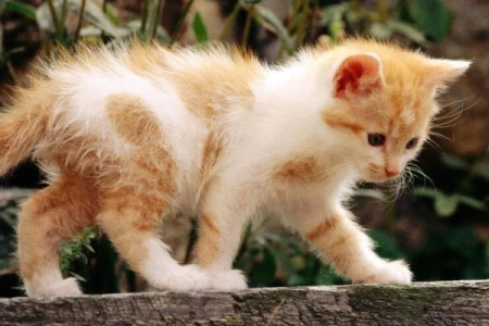 猫咪的日常生活习性，你都了解多少呢？
