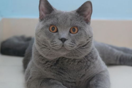 想养蓝猫？先了解俄罗斯蓝猫和英国蓝猫的区别
