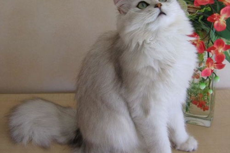 英国长毛猫幼猫价格是多少？买猫前必看！
