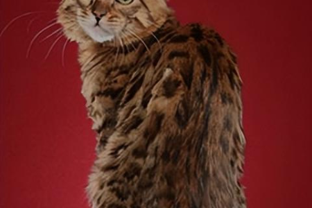 如何辨别纯种伯曼猫？血统纯正的伯曼猫特征详解