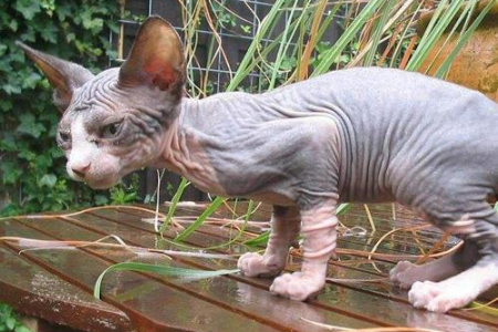 想养无毛猫？彼得秃猫和斯芬克斯猫哪个更好？优缺点全分析
