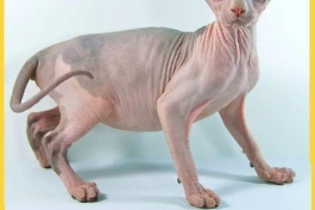 想养彼得秃猫？先看看它究竟值多少钱！