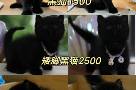 孟买猫价格区间是多少？血统和品相影响多大？