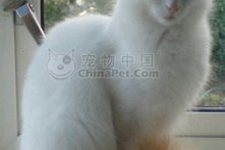 想养土耳其梵猫？先学会如何辨别真假