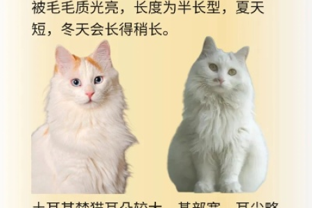 土耳其梵猫多少钱一只？价格影响因素全解析