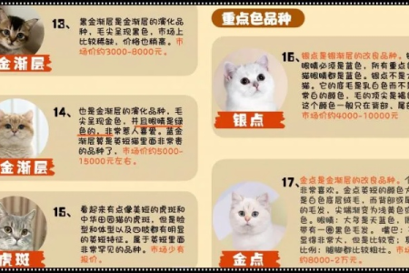 想养雪鞋猫？先了解一下它们的价格和市场行情！