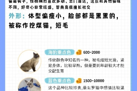 巴厘猫贵还是暹罗猫贵？宠物猫价格深度分析！