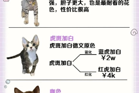2024年东奇尼猫价格走势如何？最新价格参考