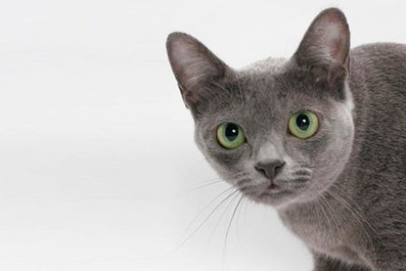 科拉特猫性格好不好？适合新手饲养吗？全面分析科拉特猫的脾气