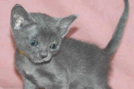 购买科拉特猫要花多少钱？宠物市场价格分析