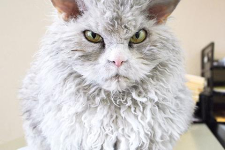 如何辨别纯种塞尔凯克卷毛猫？几个小技巧教你识别！