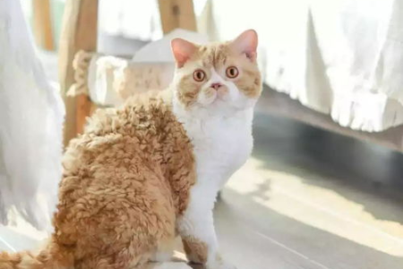 塞尔凯克卷毛猫价格是多少？不同品质价格差异大吗？