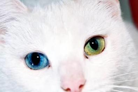 想了解安哥拉猫？带你认识它的外貌特征和独特性格