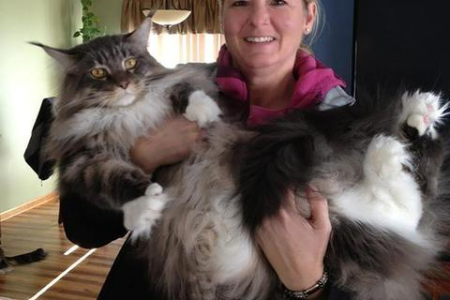 养一只安哥拉猫要准备多少钱？详细费用分析